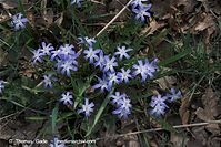 Flora-Blaustern-20090404-12.jpg