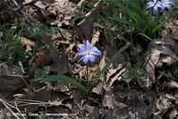Flora-Blaustern-20090404-13.jpg
