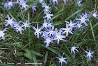 Flora-Blaustern-20100402-048.jpg