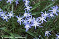 Flora-Blaustern-20100402-049.jpg
