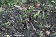 Flora-Blaustern-20100402-050.jpg