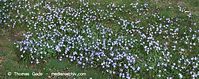 Flora-Blaustern-20100402-051.jpg