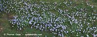 Flora-Blaustern-20100402-052.jpg