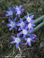 Flora-Blaustern-20100402-055.jpg