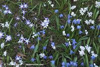Flora-Blaustern-20100402-059.jpg