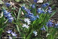 Flora-Blaustern-20100402-062.jpg