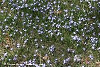 Flora-Blaustern-20100402-063.jpg