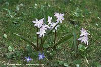 Flora-Blaustern-20100404-040.jpg