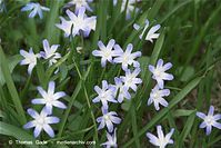 Flora-Blaustern-20100411-040.jpg