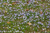 Flora-Blausterne-20140315-116.jpg