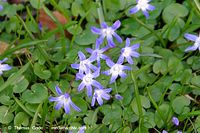 Flora-Blausterne-20140315-122.jpg