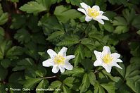 Flora-Buschwindroeschen-20120327-102.jpg