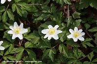 Flora-Buschwindroeschen-20120327-103.jpg