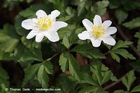 Flora-Buschwindroeschen-20120327-104.jpg