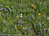 Flora-Fruehlingsblumen-20110409-011.jpg
