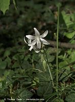 Flora-Hellbluetige-Sternhyazinthe-20090426-24.jpg