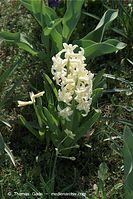 Flora-Hyazinthe-20090410-10.jpg