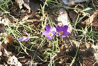 Flora-Krokus-20020-200-19.jpg