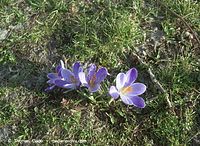 Flora-Krokus-20020300-71.jpg