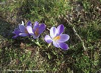 Flora-Krokus-20020300-72.jpg