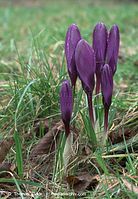 Flora-Krokus-20090308-013.jpg