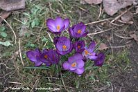 Flora-Krokus-20090314-55.jpg