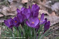 Flora-Krokus-20090314-57.jpg