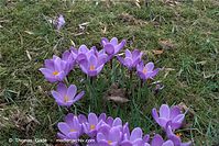 Flora-Krokus-20090314-58.jpg