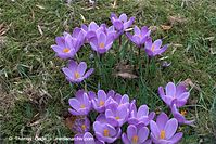 Flora-Krokus-20090314-59.jpg