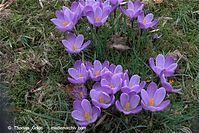 Flora-Krokus-20090314-60.jpg