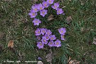 Flora-Krokus-20090314-61.jpg