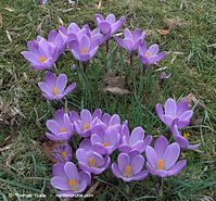 Flora-Krokus-20090321-015-01p.jpg