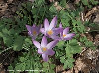 Flora-Krokus-20090321-02.jpg