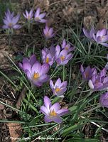 Flora-Krokus-20090321-04.jpg