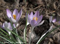 Flora-Krokus-20090321-05.jpg