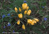 Flora-Krokus-20090322-07.jpg