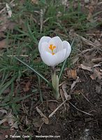 Flora-Krokus-20090328-10.jpg