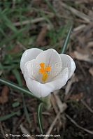 Flora-Krokus-20090328-12.jpg