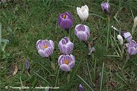 Flora-Krokus-20090329-60.jpg