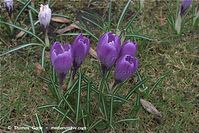 Flora-Krokus-20090329-61.jpg