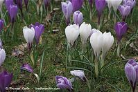 Dateiname=Flora-Krokus-20090329-62.jpg
Dateigröße=218KB
Abmessungen: 720x481
hinzugefügt am: 05. April 2014 Flora-Krokus-20090329-62.jpg