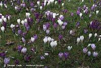 Dateiname=Flora-Krokus-20090329-63.jpg
Dateigröße=288KB
Abmessungen: 720x481
hinzugefügt am: 05. April 2014 Flora-Krokus-20090329-63.jpg