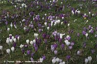 Dateiname=Flora-Krokus-20090329-68.jpg
Dateigröße=272KB
Abmessungen: 720x481
hinzugefügt am: 05. April 2014 Flora-Krokus-20090329-68.jpg