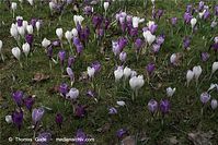 Flora-Krokus-20090329-71.jpg