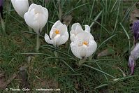 Flora-Krokus-20090329-76.jpg