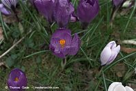 Flora-Krokus-20090329-77.jpg