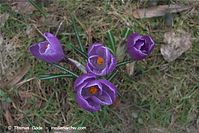 Flora-Krokus-20090329-78.jpg