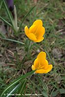 Flora-Krokus-20090329-79.jpg
