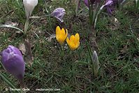 Flora-Krokus-20090329-82.jpg