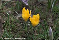 Flora-Krokus-20090329-83.jpg